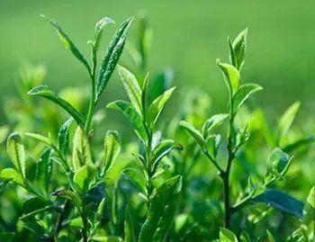 国产茶叶怎么种植视频教程,视频教程精华概述