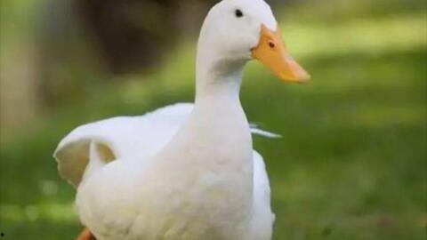 国产吧鸭子视频,探寻民间美食的独特魅力